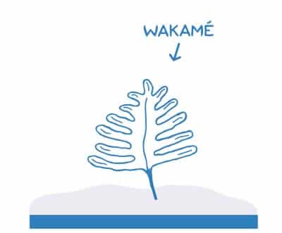 algue-wakame-la-marmite-de-lanig