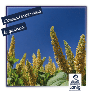 Lire la suite à propos de l’article Le Quinoa : Un Super-Aliment à Découvrir